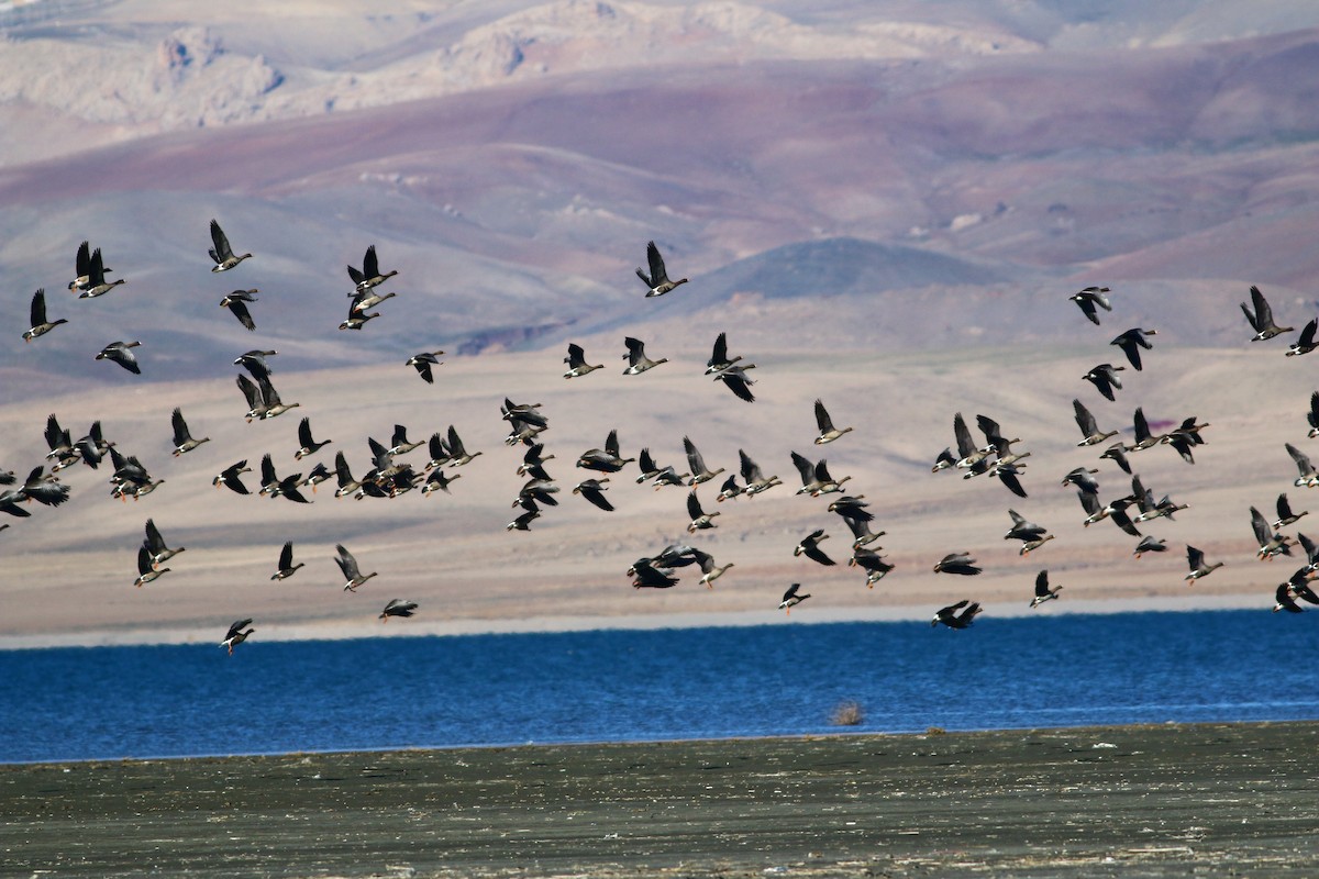 Lesser White-fronted Goose - ML499150831