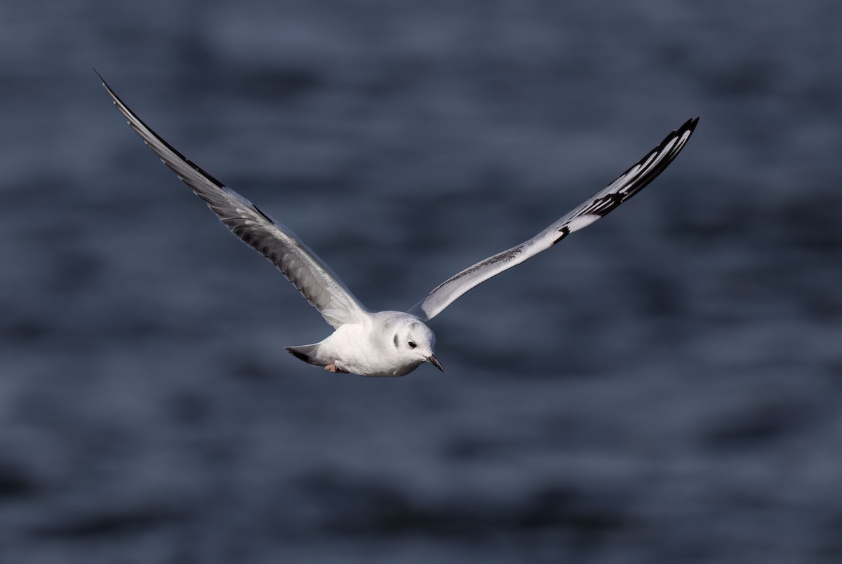 Bonaparte's Gull - ML499150971