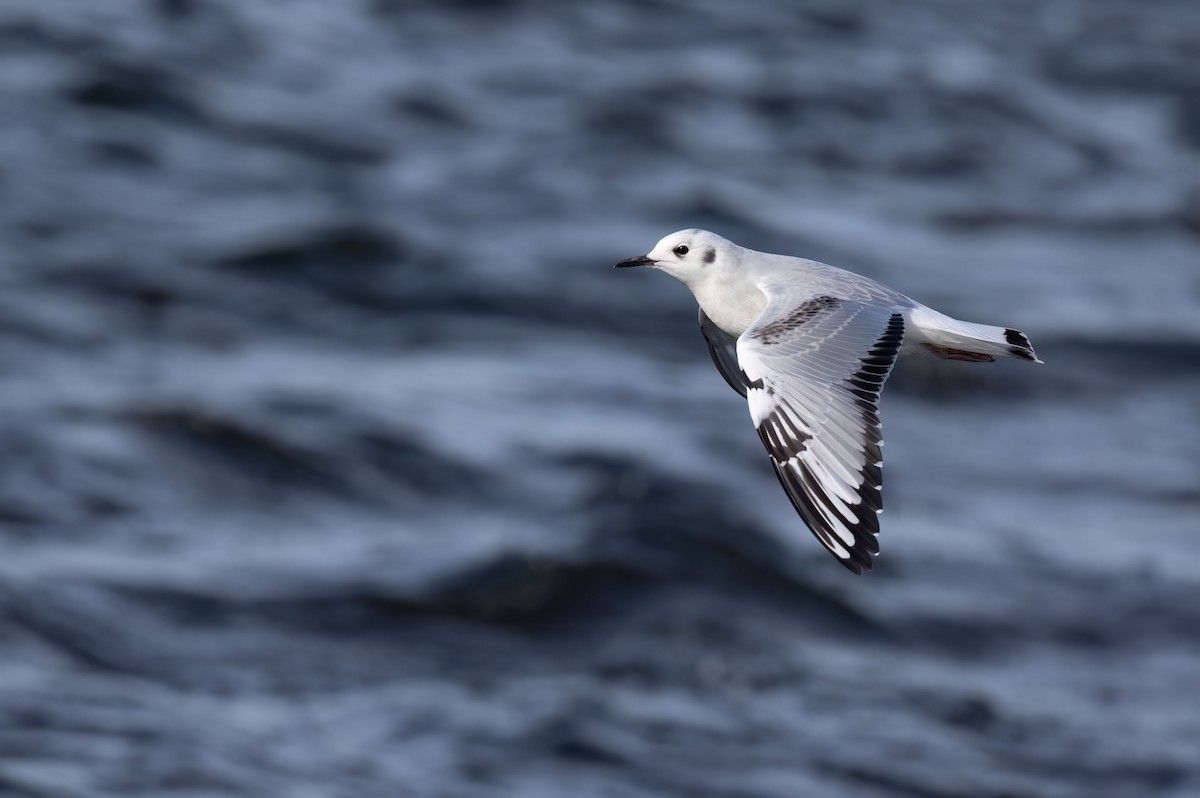 Bonaparte's Gull - ML499150991