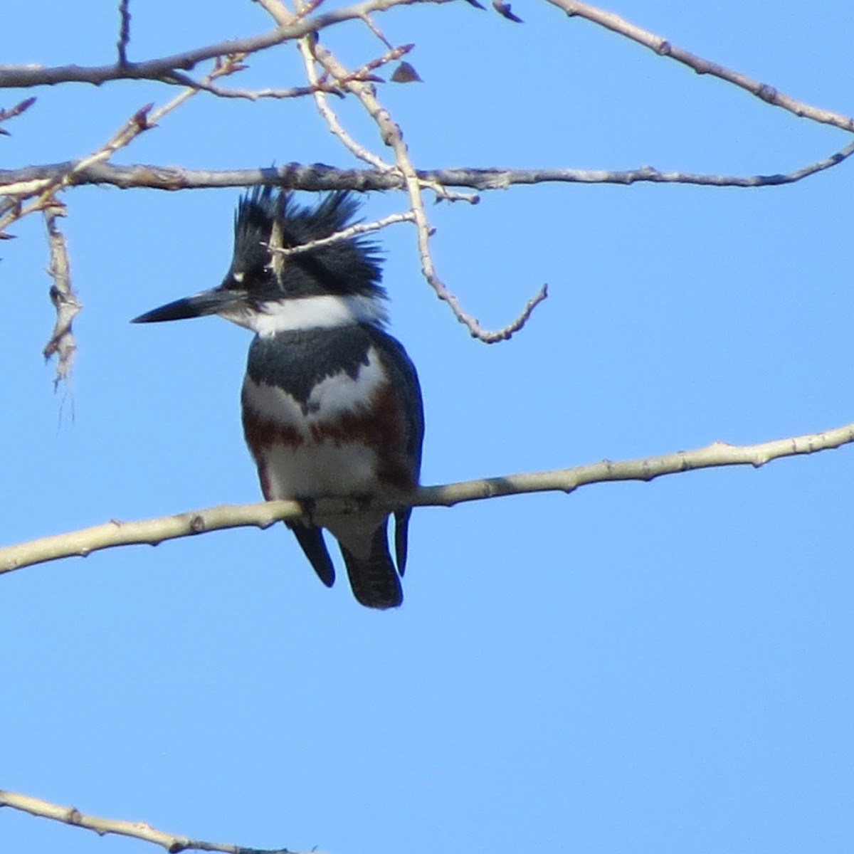 Belted Kingfisher - ML499151651