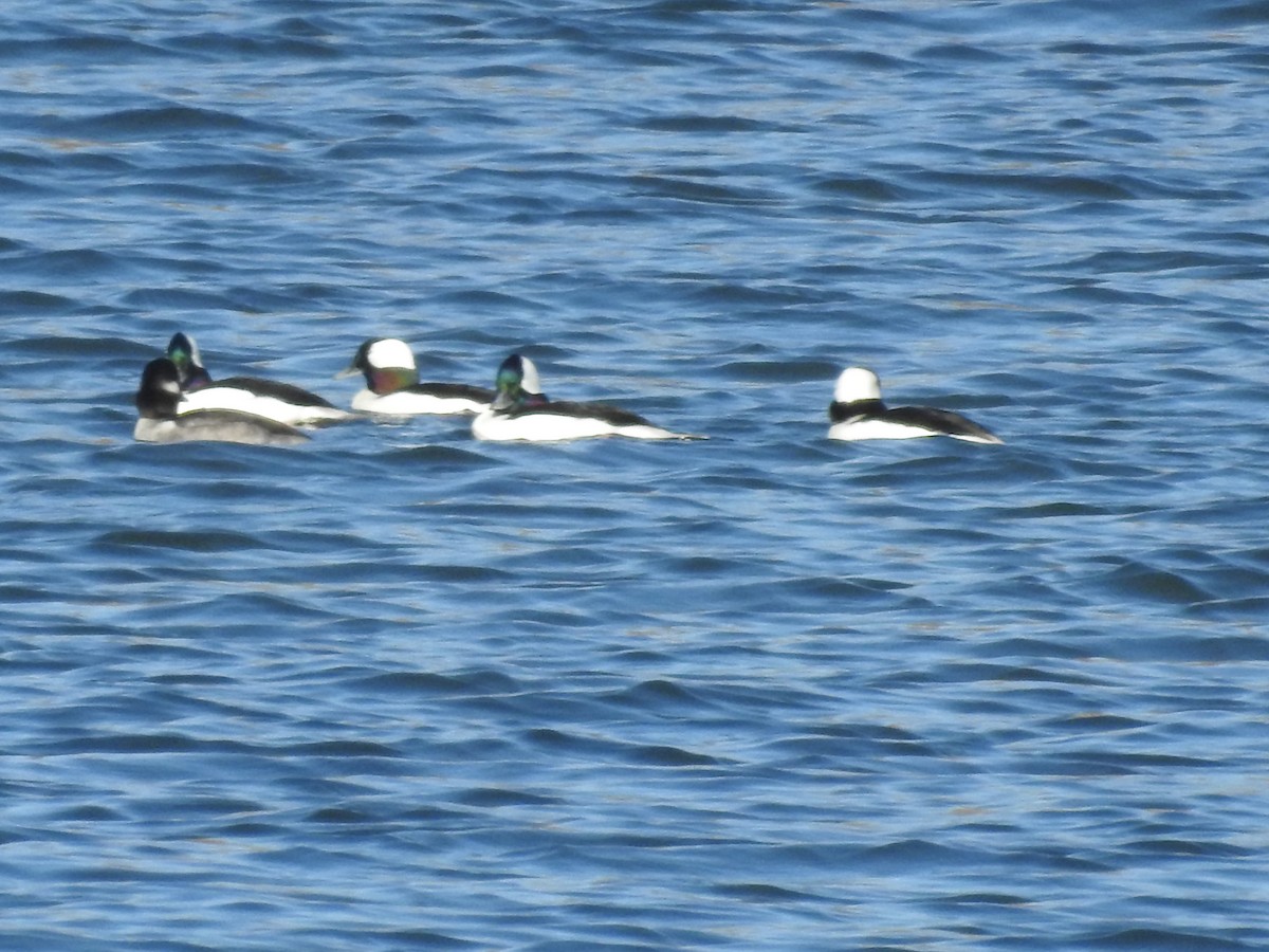 Bufflehead - ML499151691