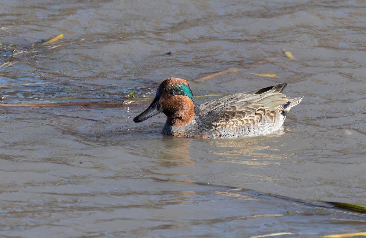 Green-winged Teal - ML499151811