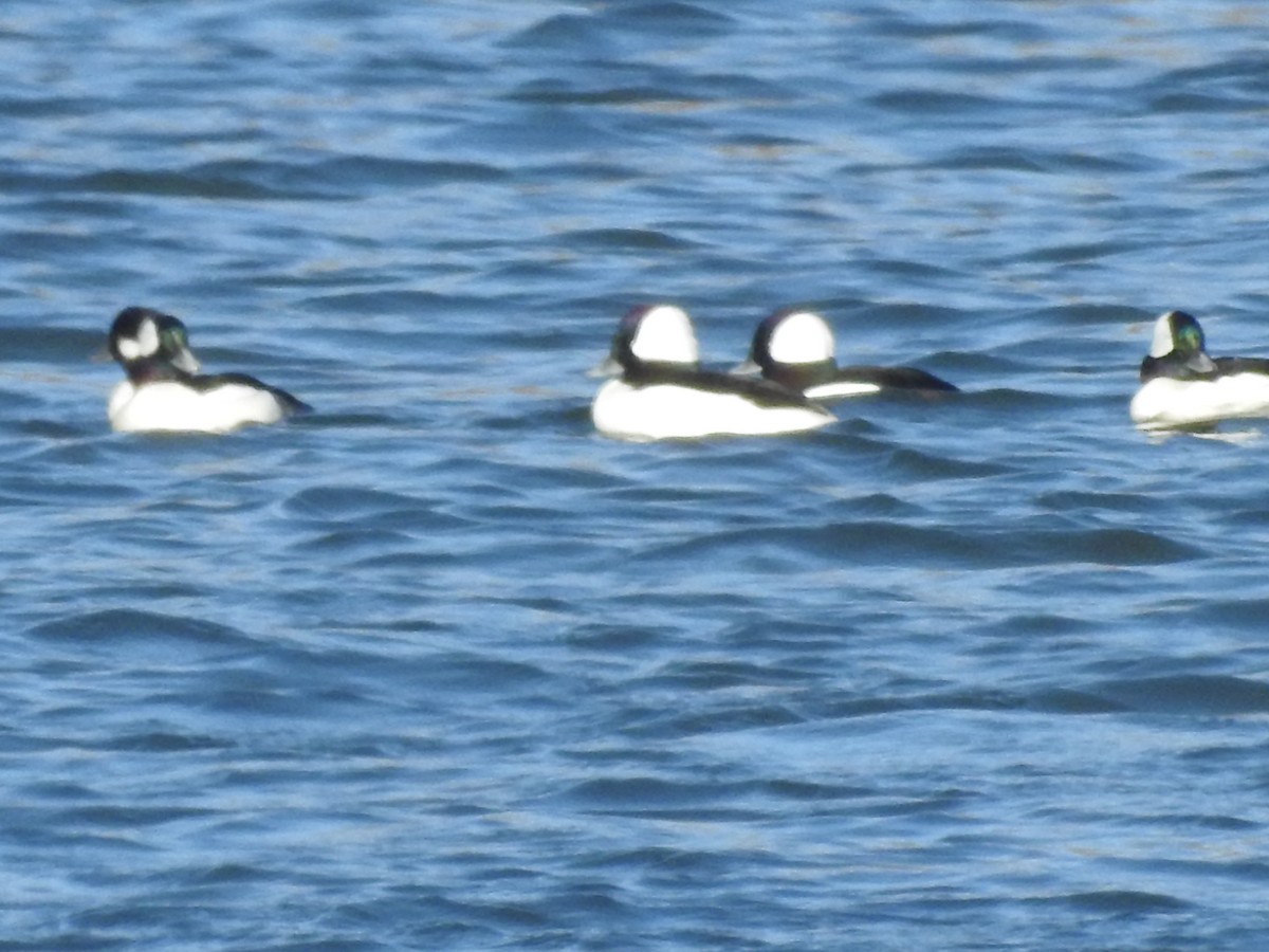 Bufflehead - ML499151981