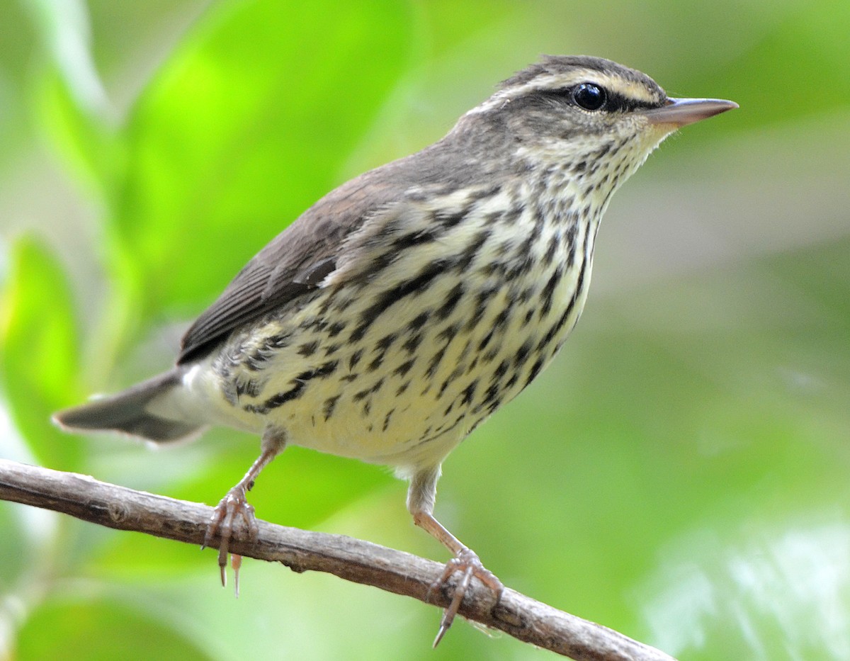 Northern Waterthrush - ML49915431