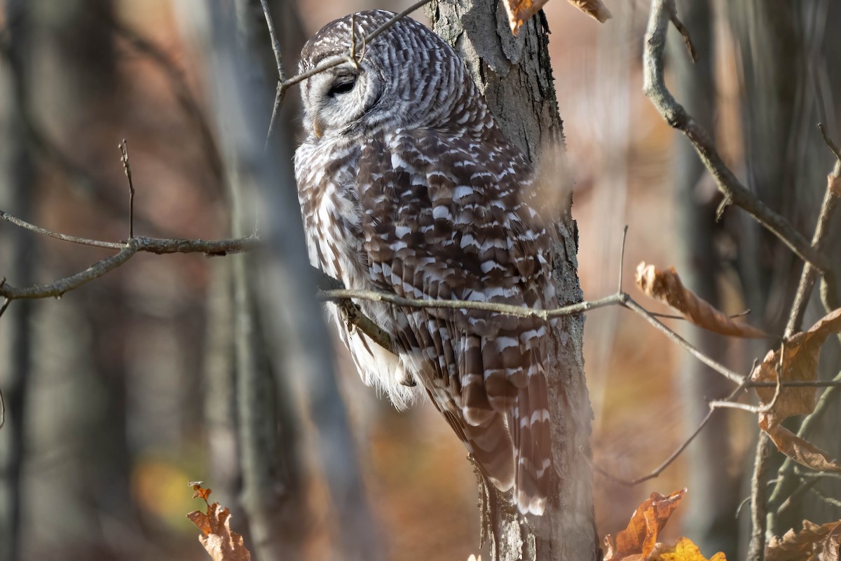 Barred Owl - ML499154531