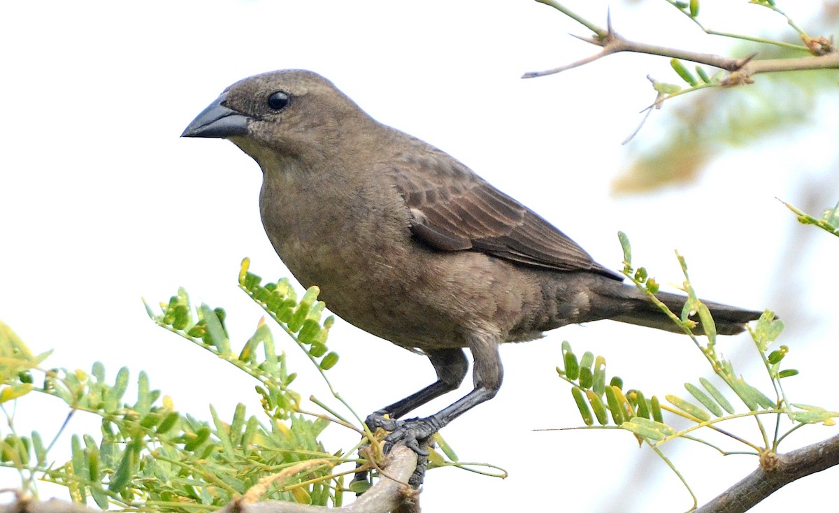 Shiny Cowbird - ML49915521