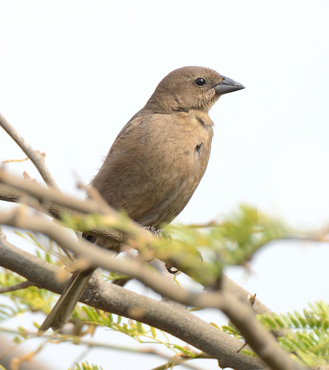 Shiny Cowbird - ML49915531