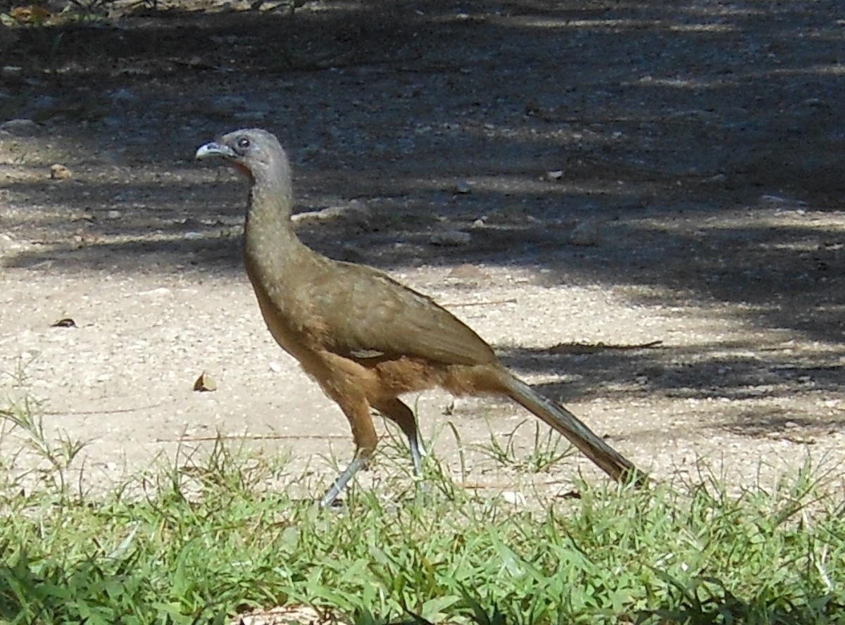 Plain Chachalaca - ML49915631