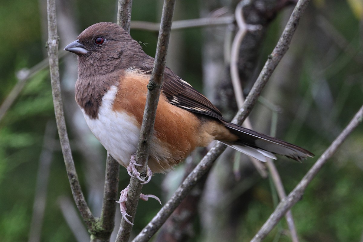 Eastern Towhee - ML499156331