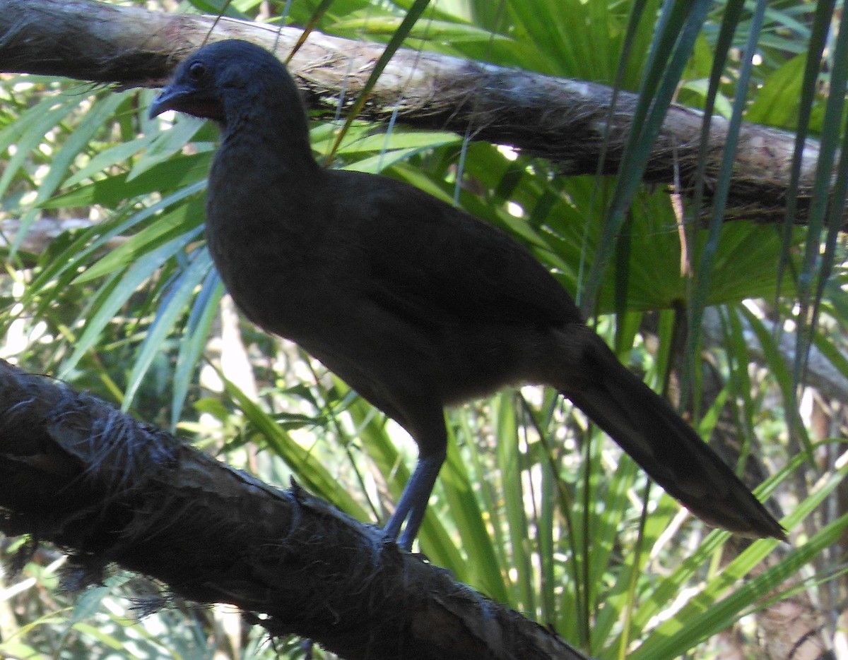 Plain Chachalaca - ML49915661