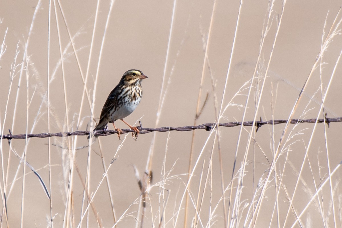 Savannah Sparrow (Savannah) - ML499156801