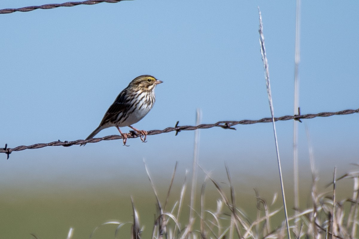 Savannah Sparrow (Savannah) - ML499156811