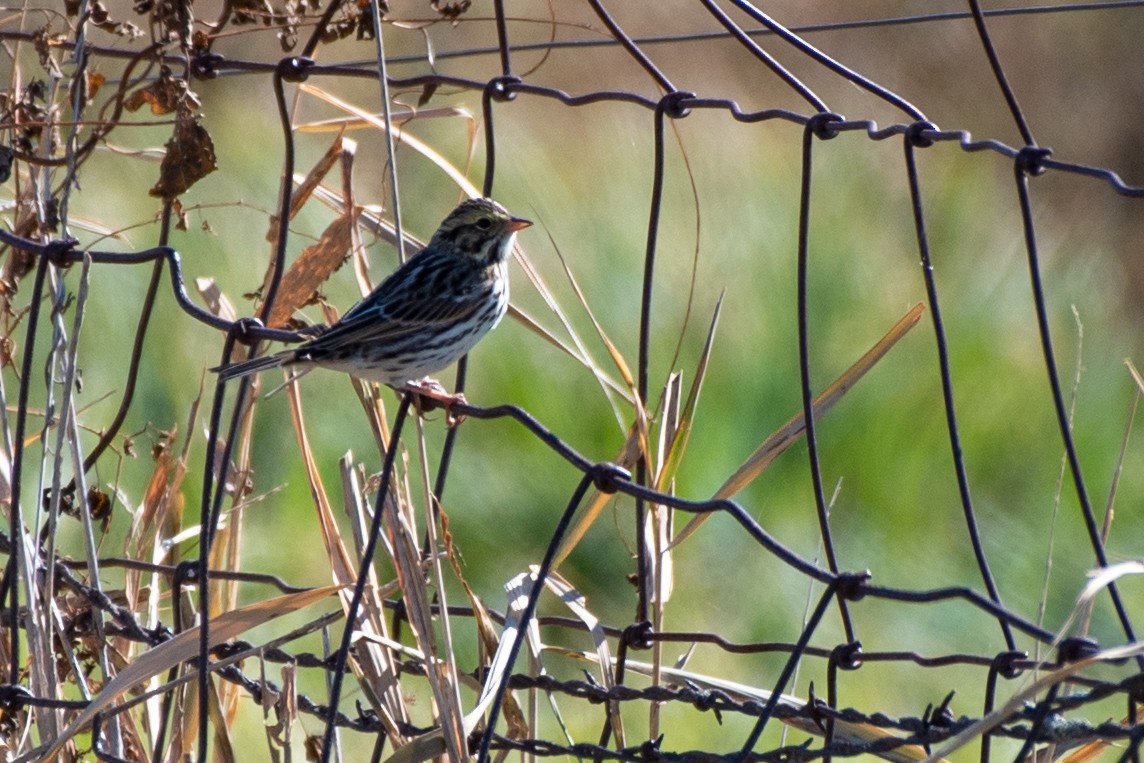 Savannah Sparrow (Savannah) - Bill Tollefson