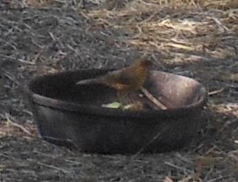 Clay-colored Thrush - ML49915691