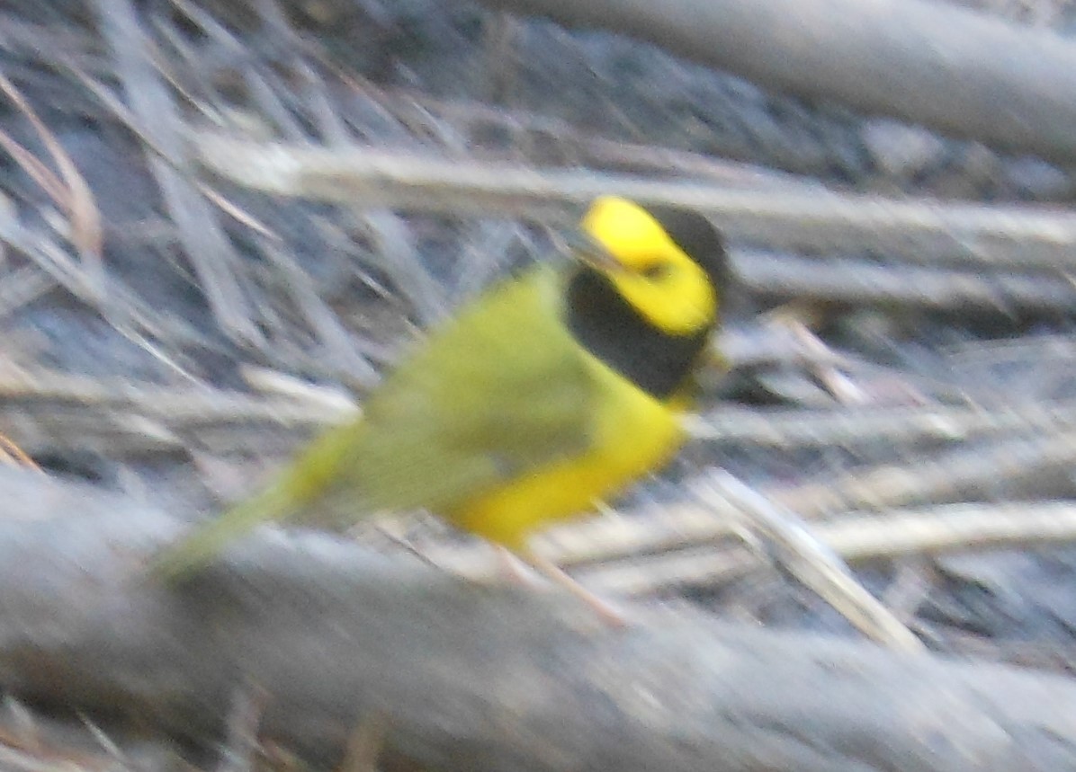 Hooded Warbler - ML49915721