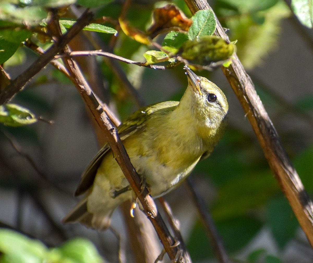 Tennessee Warbler - ML499157461