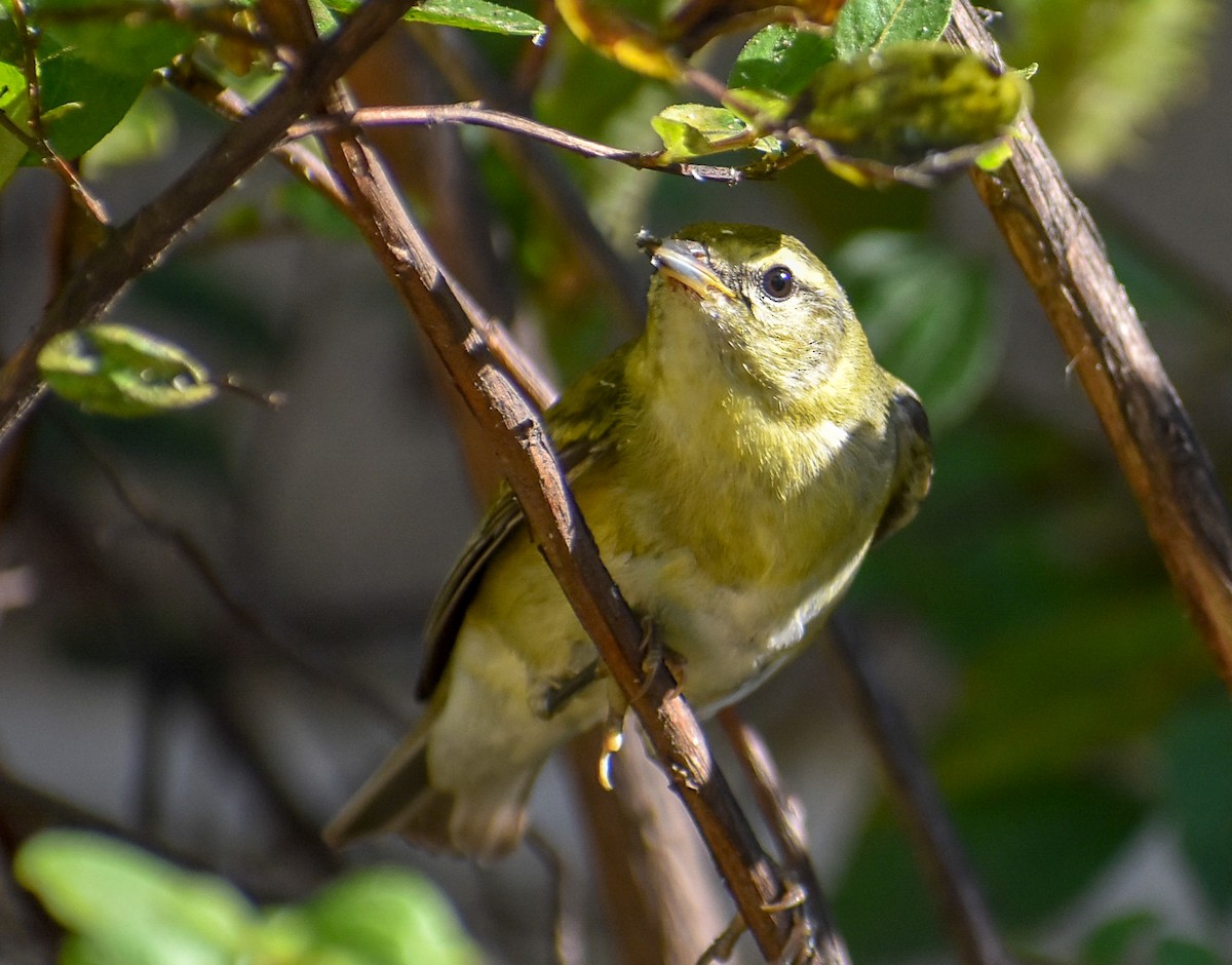 Tennessee Warbler - Marlyn Cruz