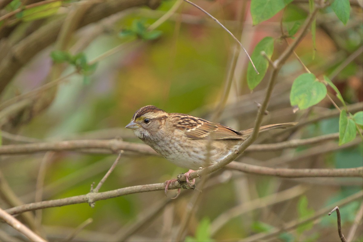 White-throated Sparrow - ML499158241