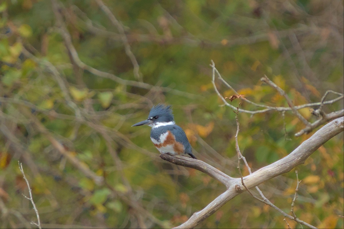 Belted Kingfisher - ML499158381