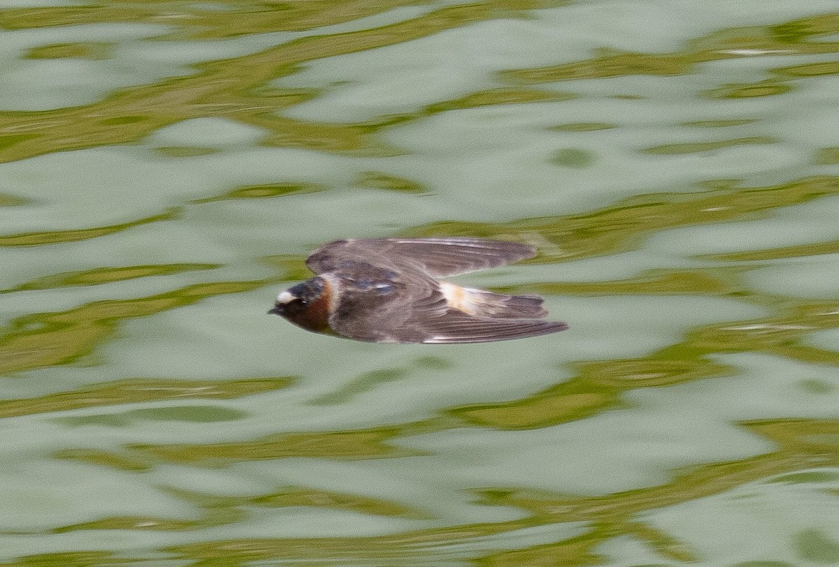 Cliff Swallow - ML499158931