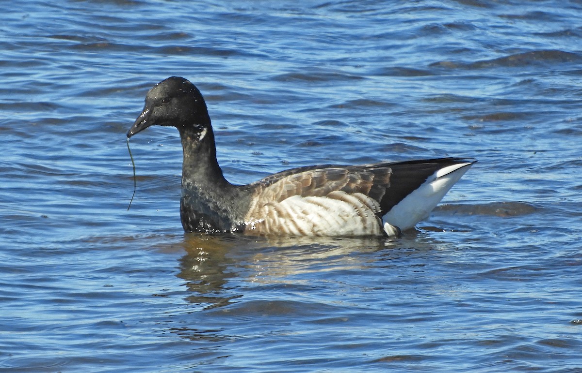 Barnacla Carinegra (hrota) - ML499159261