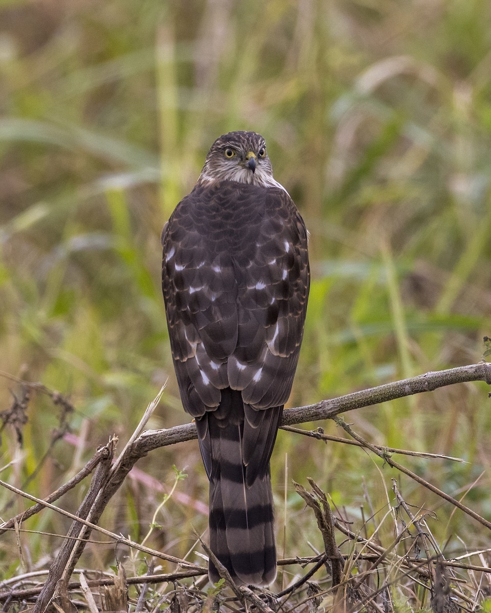 Sharp-shinned Hawk - ML499162541