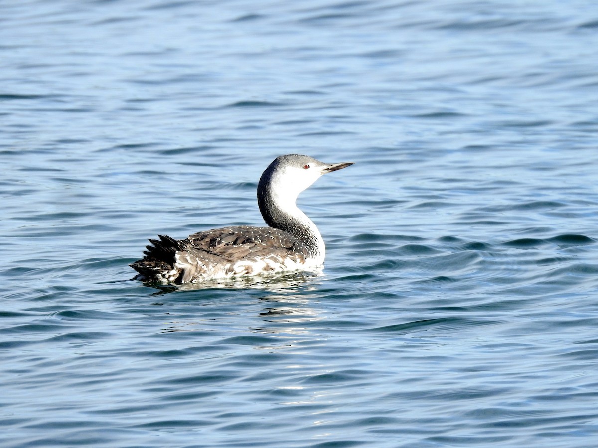 Red-throated Loon - ML499162821