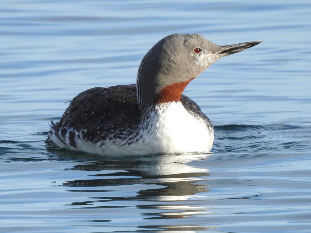 Red-throated Loon - ML499162881