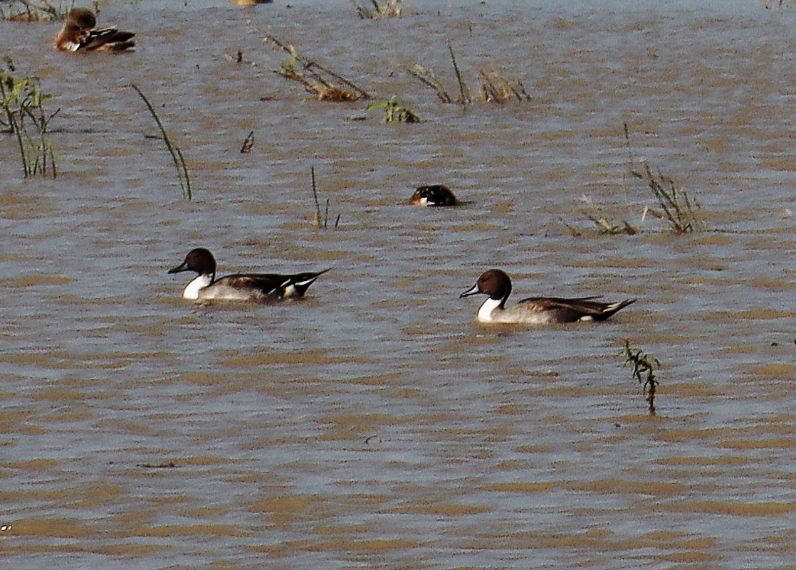 尖尾鴨 - ML499163011