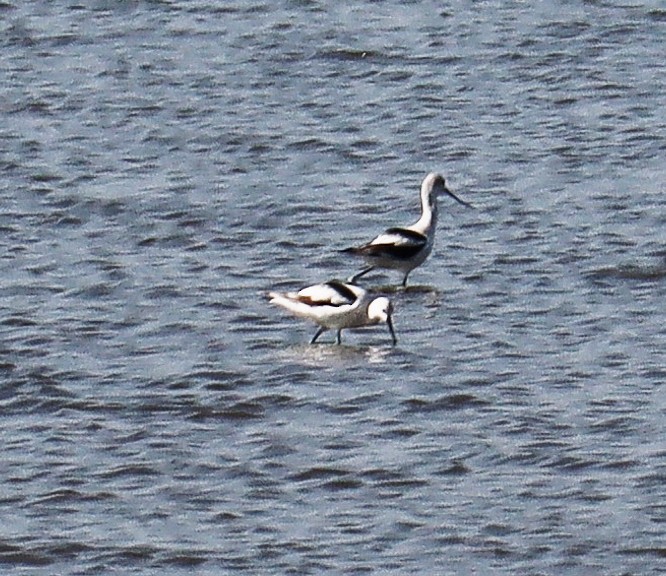 American Avocet - ML499163021