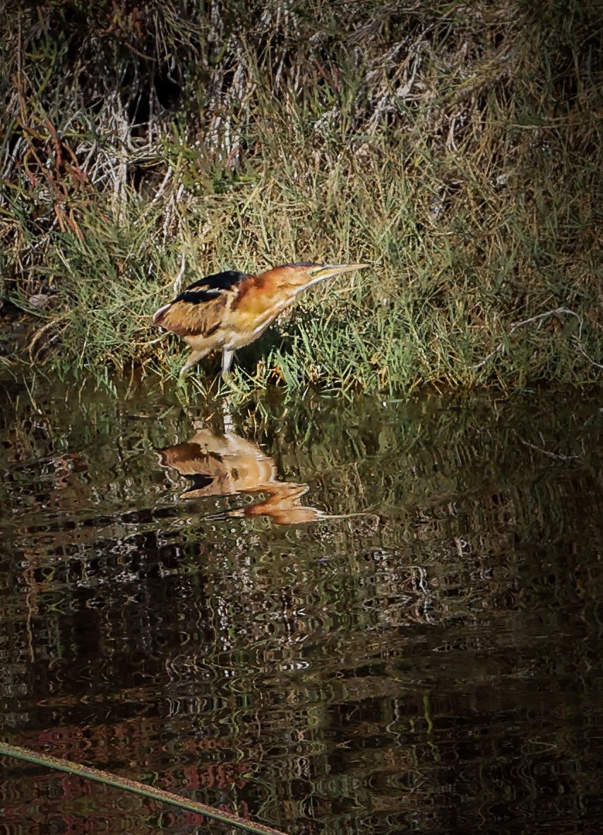 Least Bittern - ML499163051