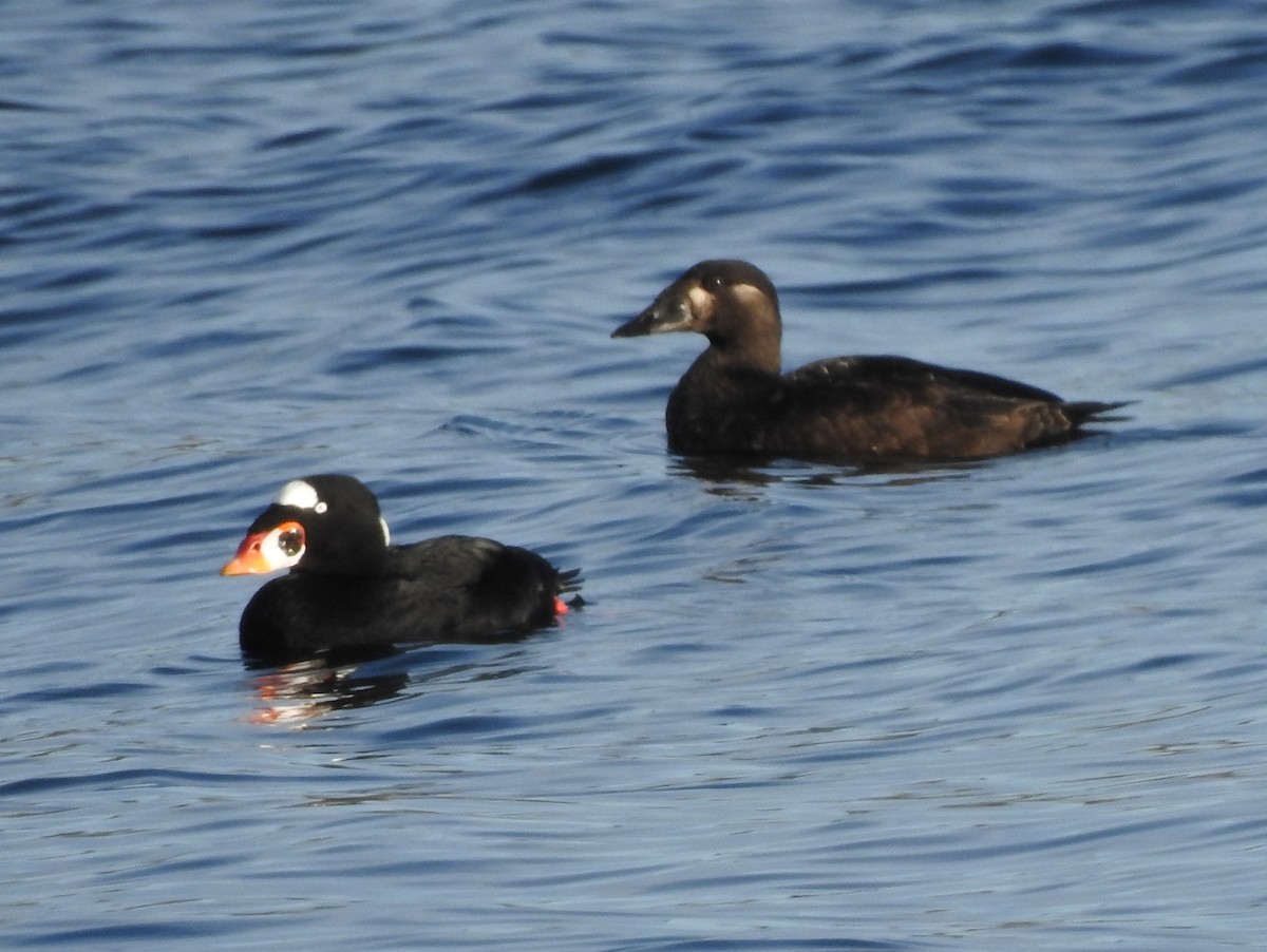 Surf Scoter - ML499164161