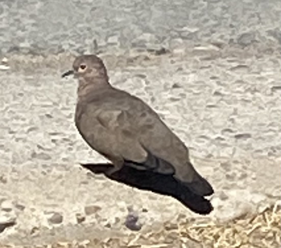 Black-winged Ground Dove - Andy Frank