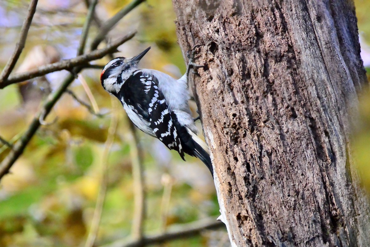 Hairy Woodpecker - ML499166421