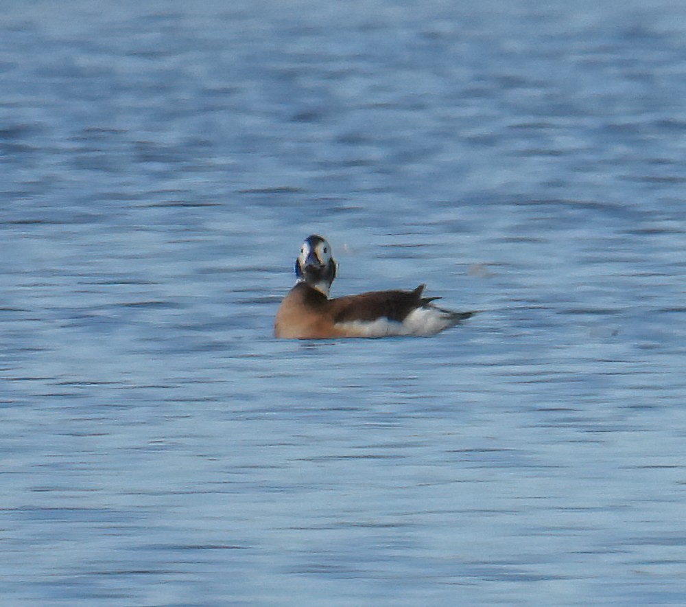 Long-tailed Duck - ML499168221