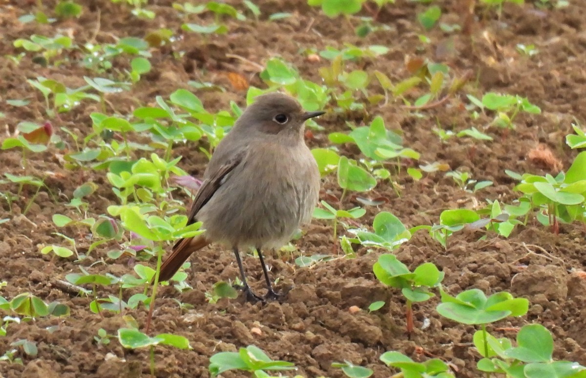 Black Redstart - ML499170501