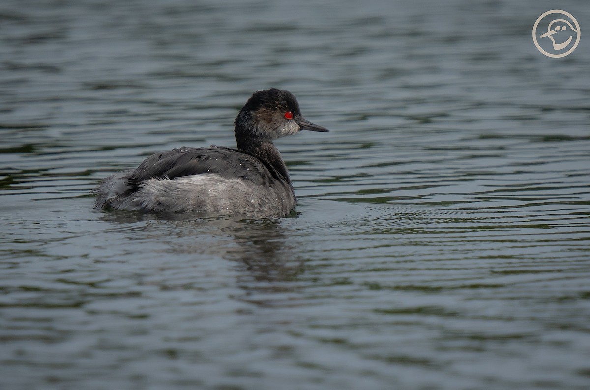 Eared Grebe - Yanina Maggiotto