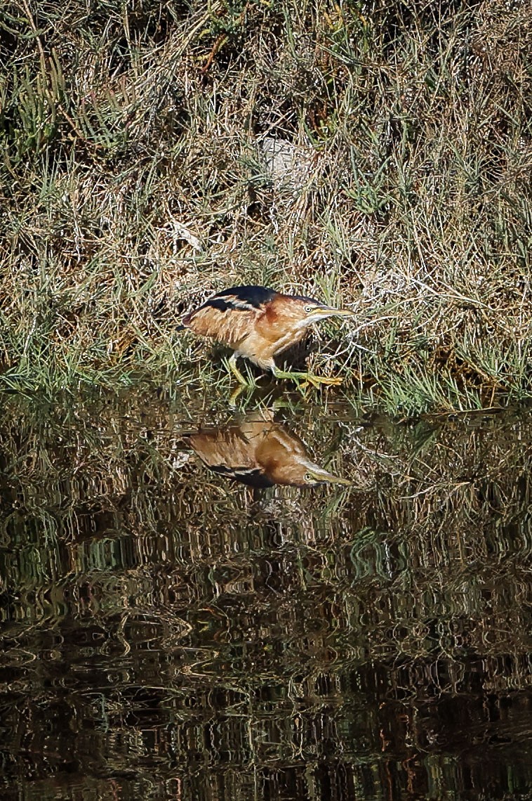 Least Bittern - ML499170621