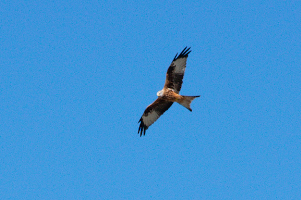Red Kite - ML499171271