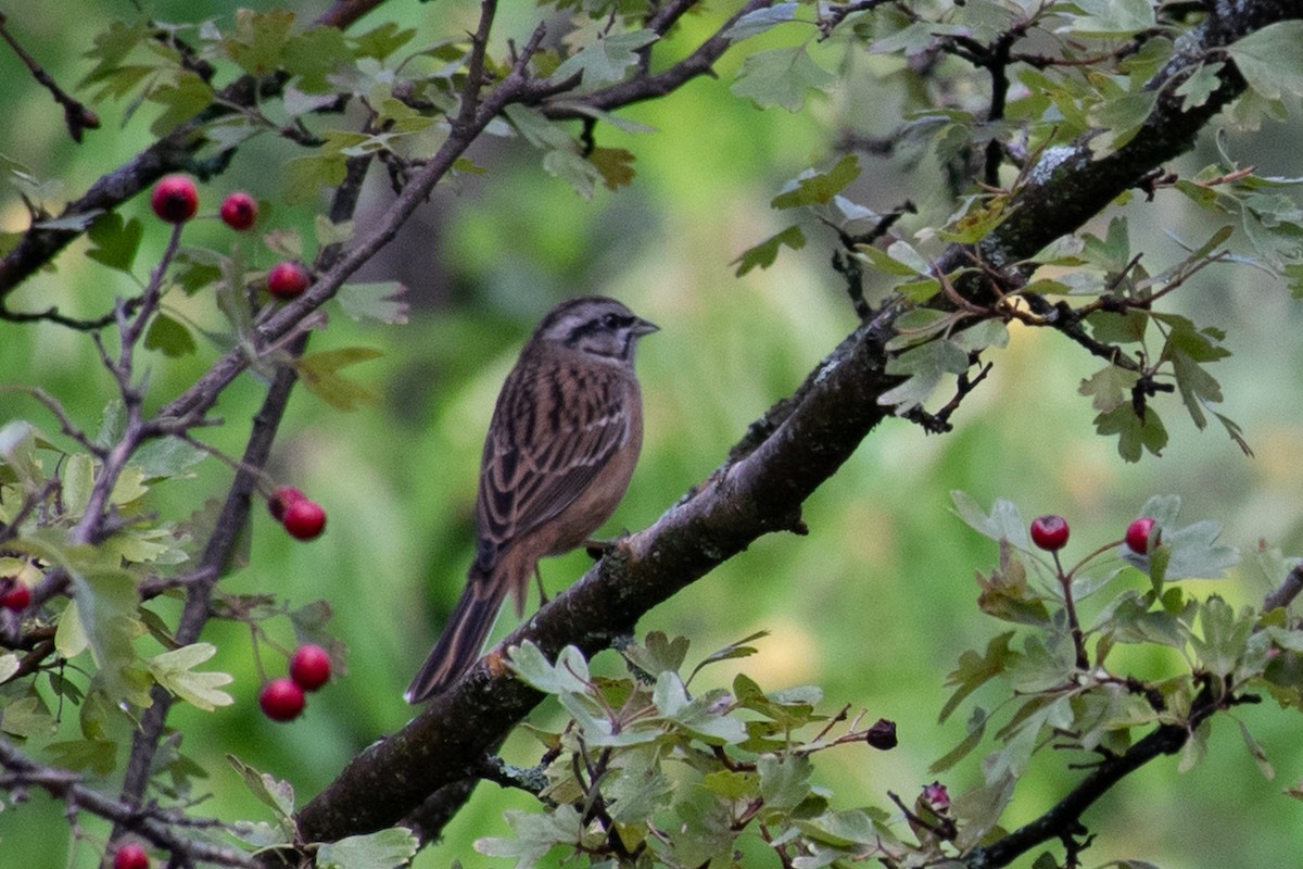 Rock Bunting - ML499171471