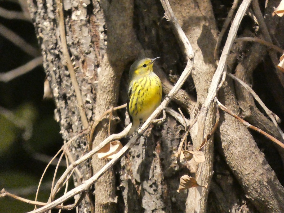 Cape May Warbler - ML499171481