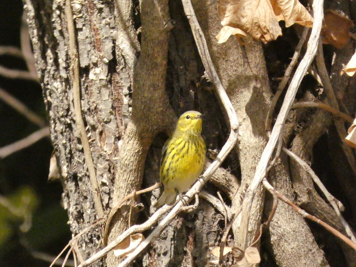 Cape May Warbler - ML499171761