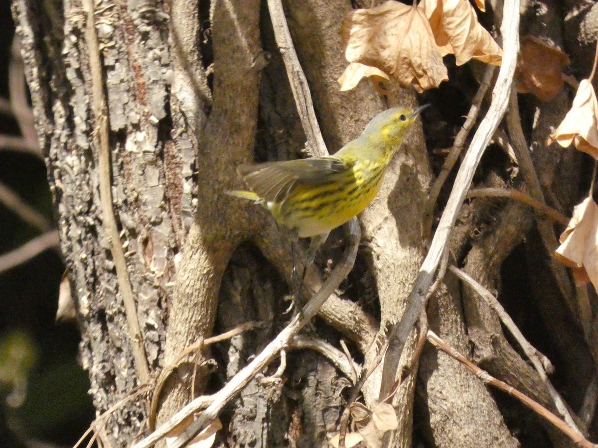 Cape May Warbler - ML499171981
