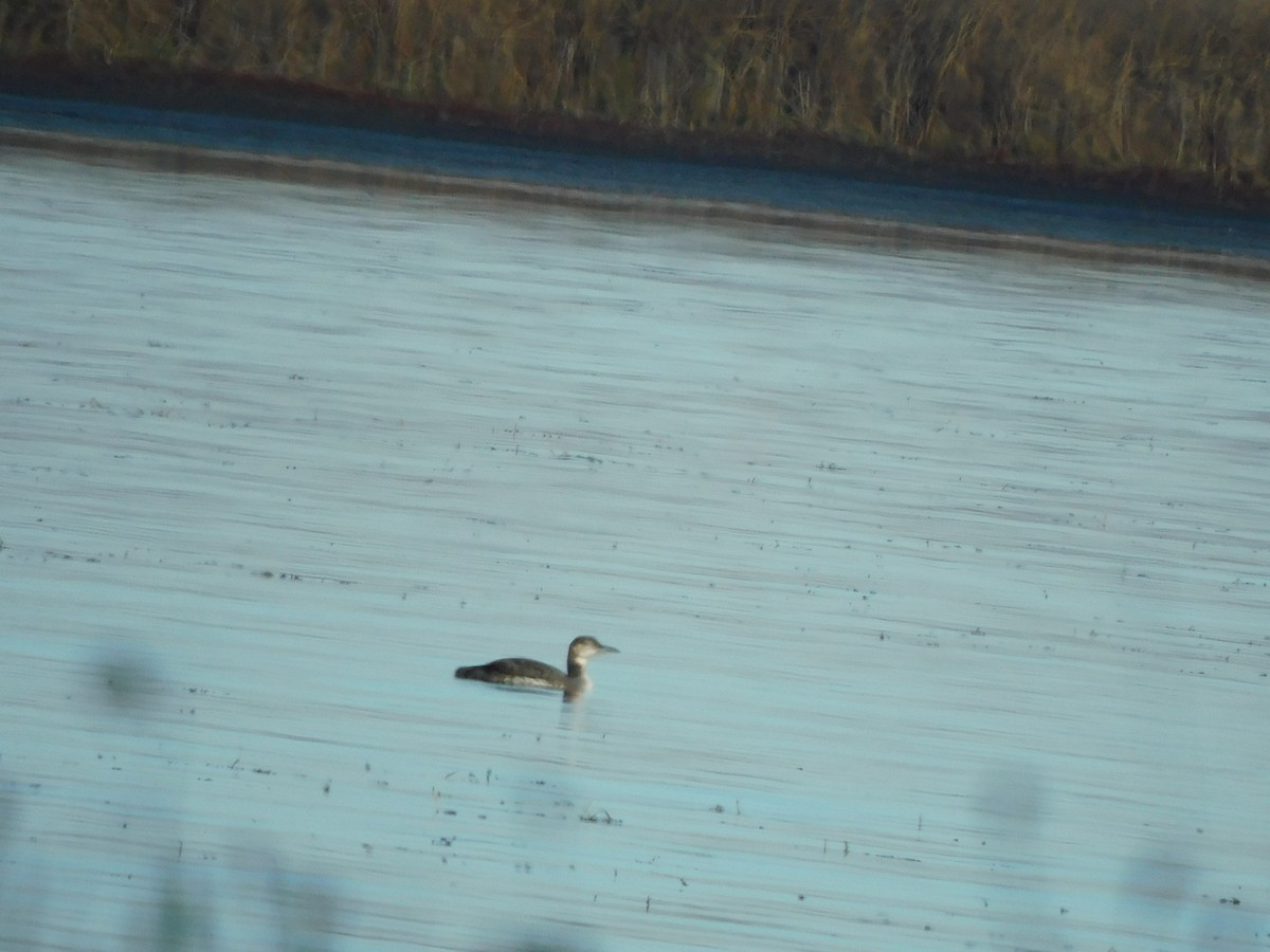 Common Loon - ML499172471