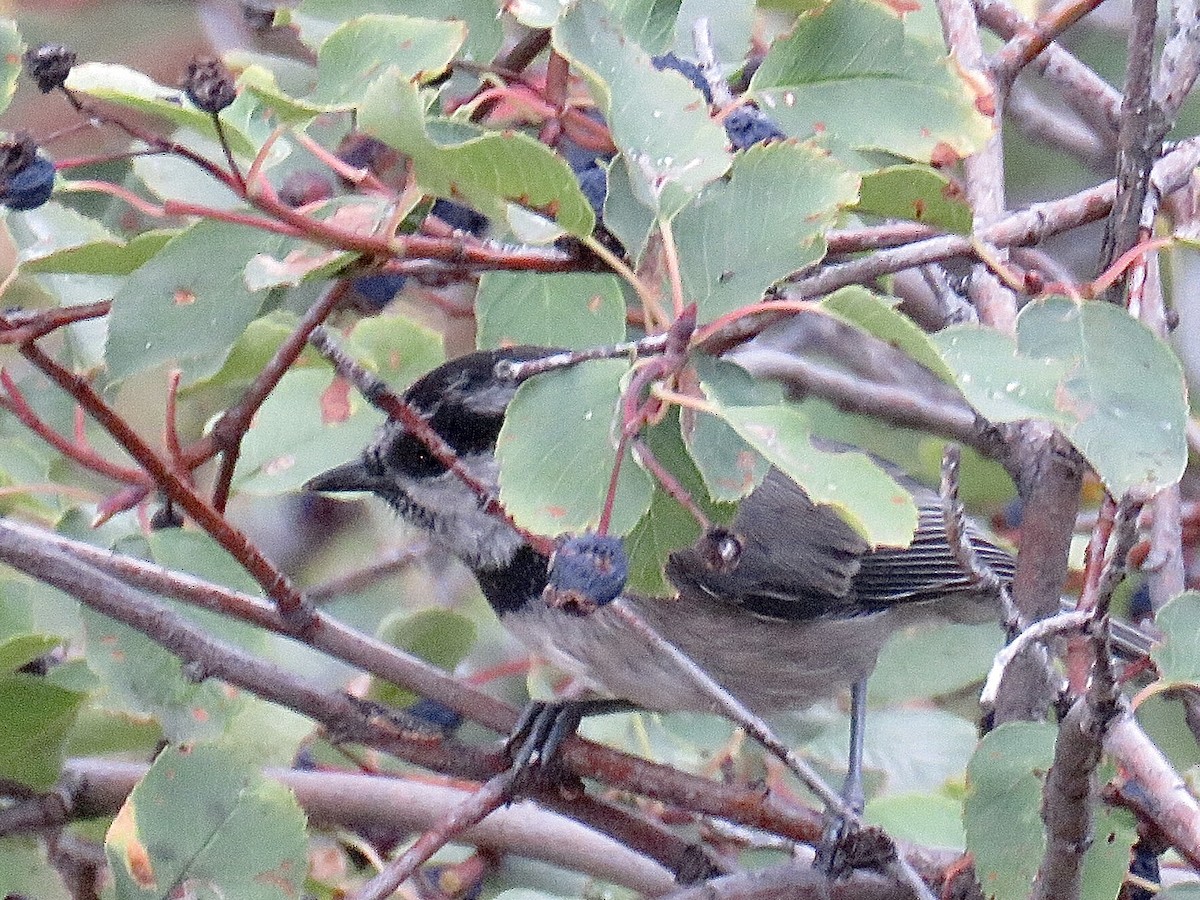 Mountain Chickadee - ML499172691