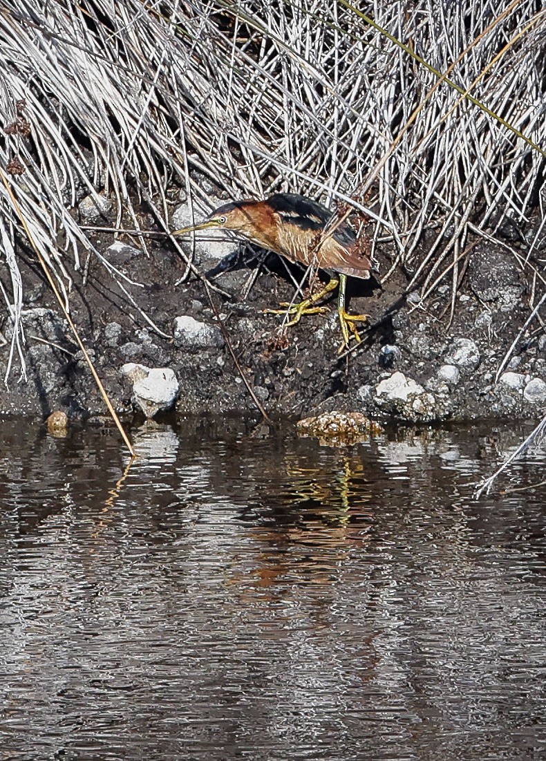 Least Bittern - ML499173151