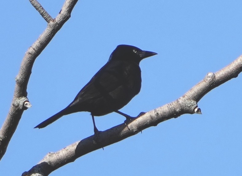 Common Grackle - ML499173741