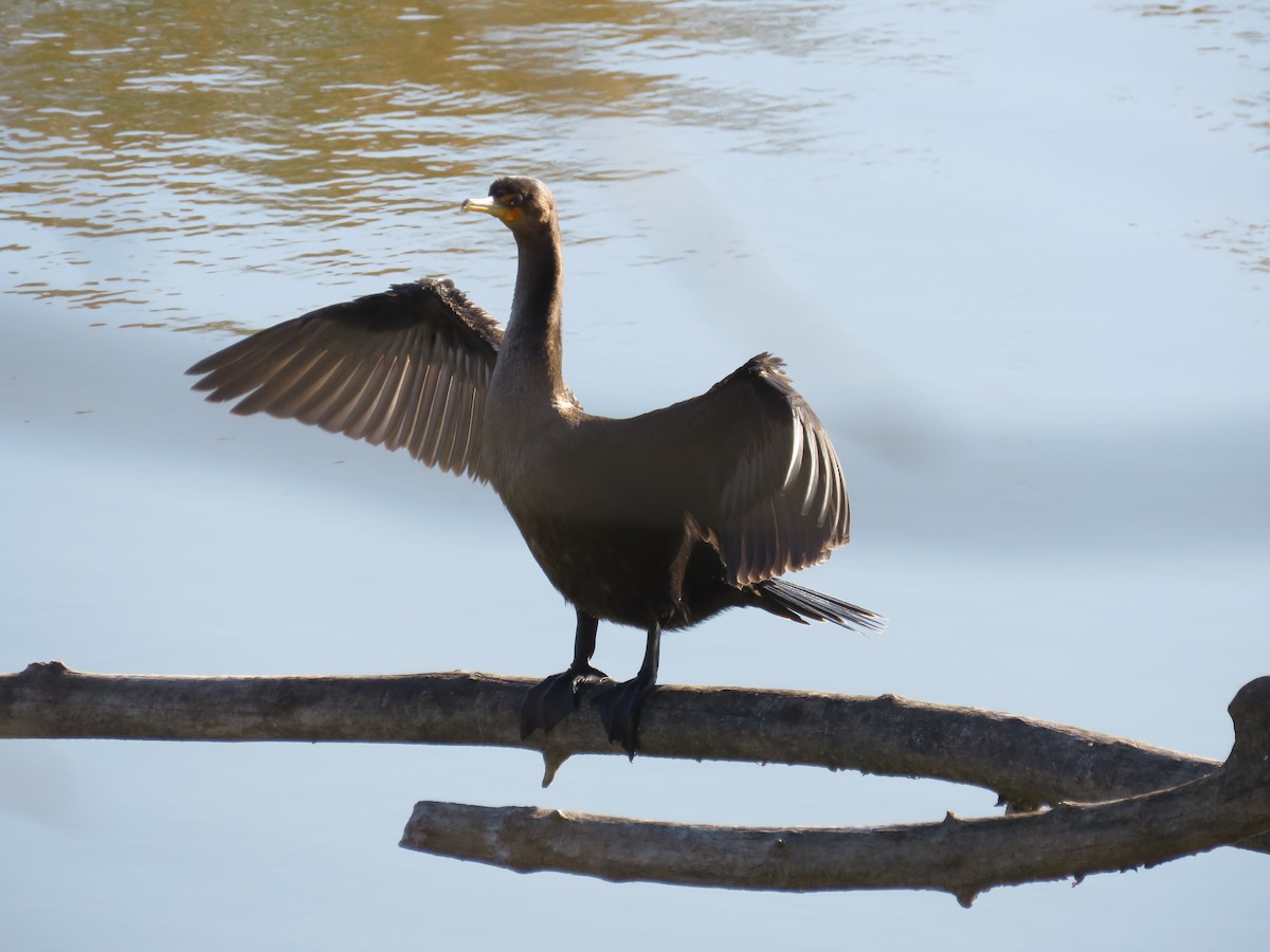 Double-crested Cormorant - Charlotte Friend