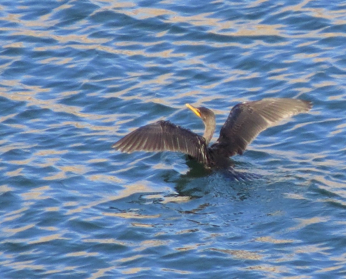 Double-crested Cormorant - ML499176071