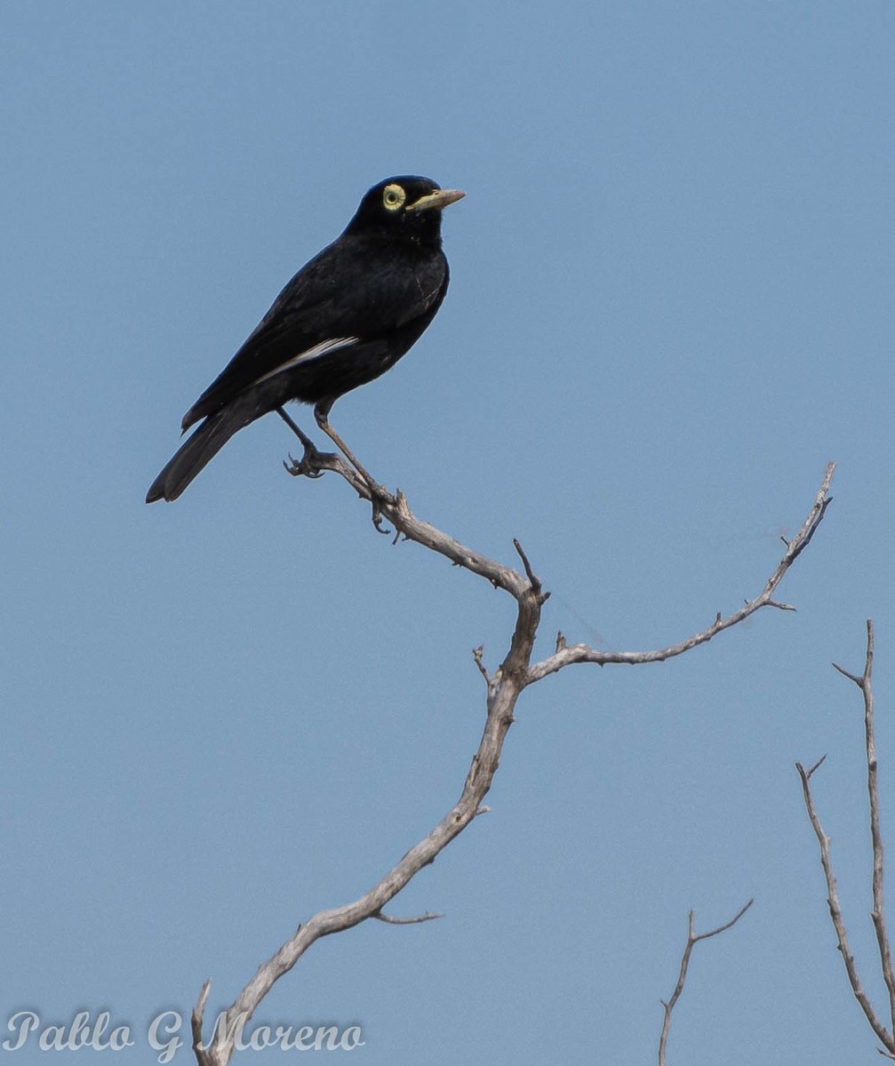 Spectacled Tyrant - ML499177461